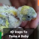 How To Tame Parakeets: 10 Steps To Tame A Baby Budgie