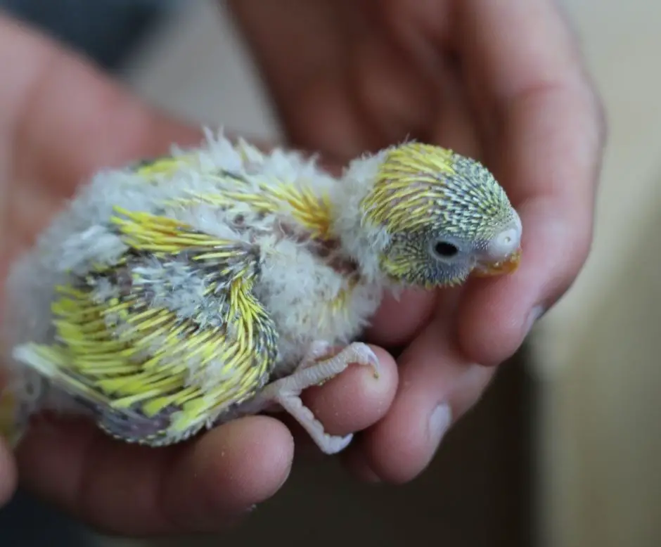 At What Age Do Baby Budgies Eat Seeds?