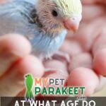 At What Age Do Baby Budgies Eat Seeds?