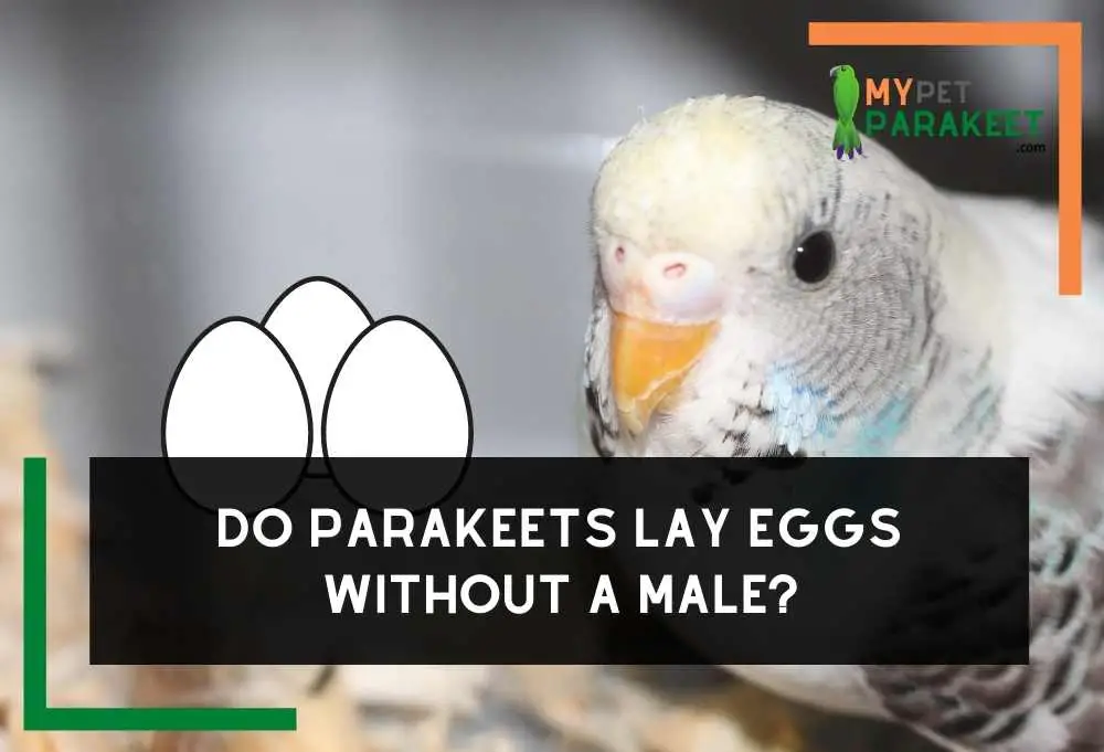 Do Parakeets Lay Eggs Without A Male?