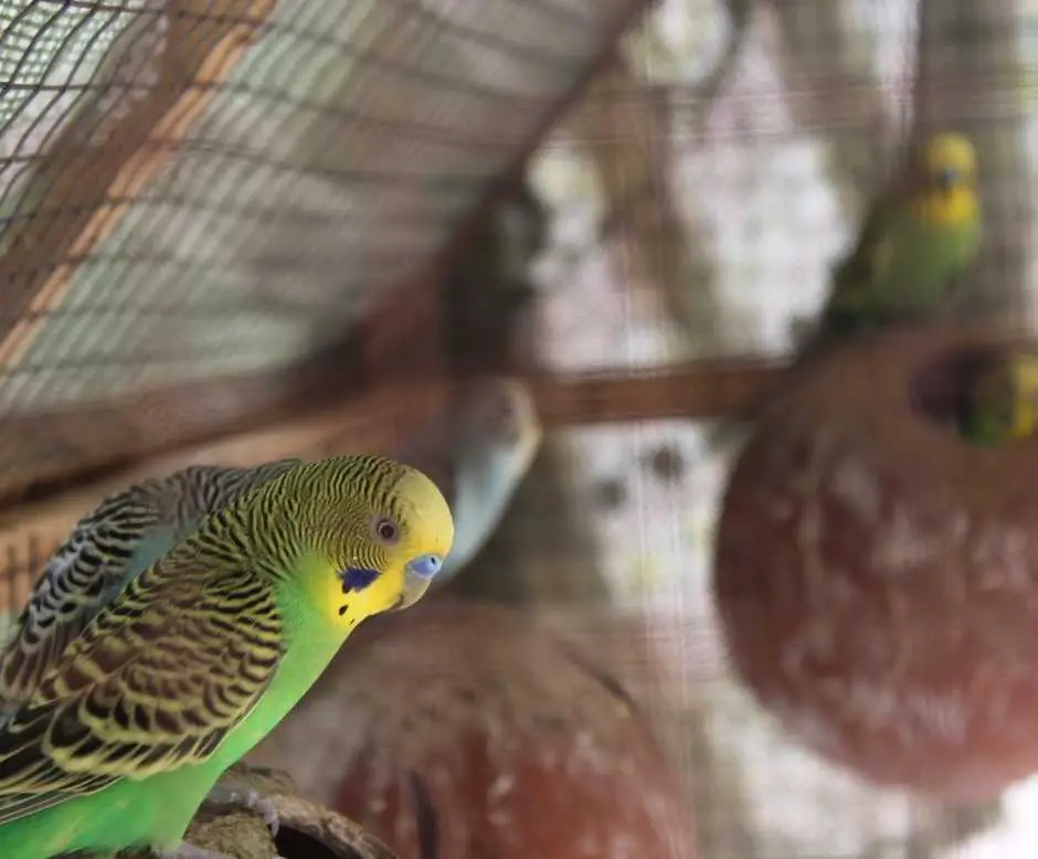 Do Parakeets Lay Eggs Without A Male?