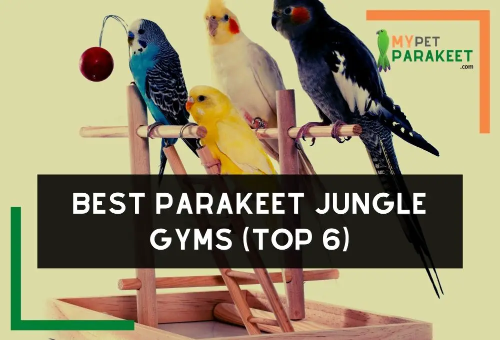 Best Parakeet Jungle Gyms (Top 6)
