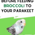 Can Parakeets Eat Broccoli?