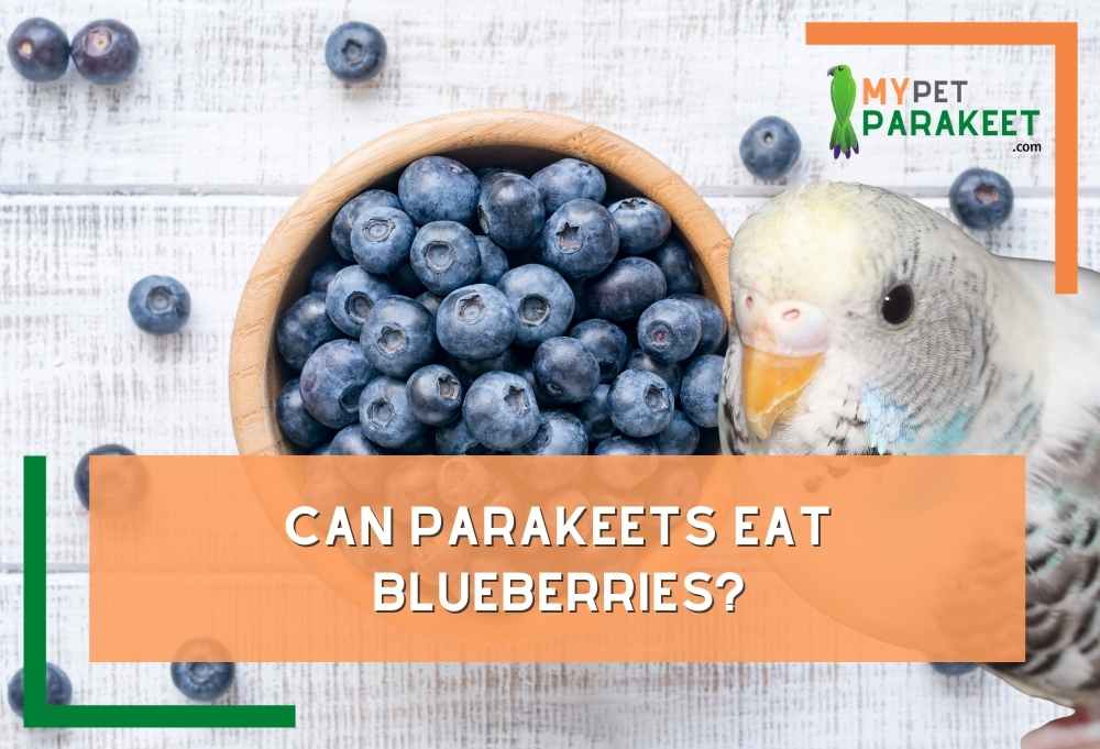 Can Parakeets Eat Blueberries