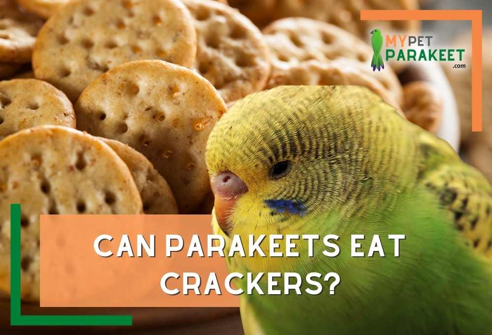 Can Parakeets Eat Crackers?