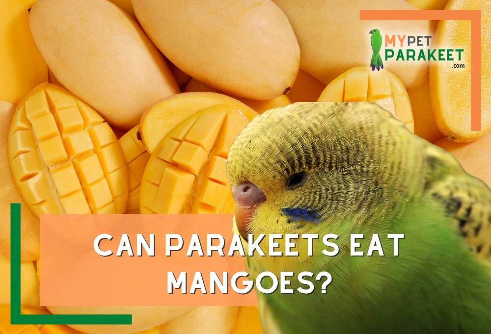 Can Parakeets Eat Mangoes?