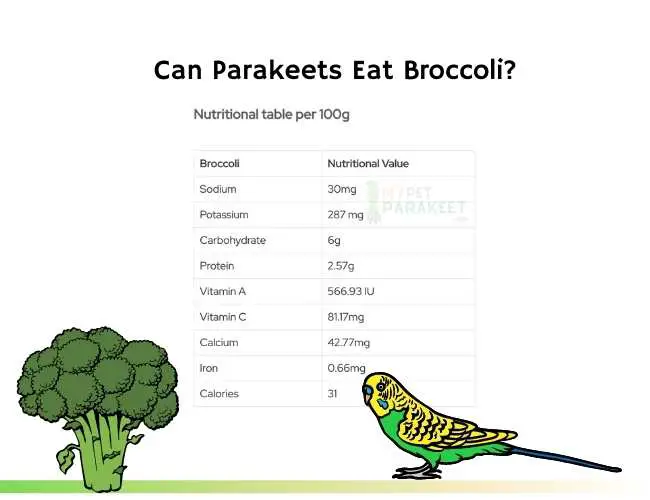 Can Parakeets Eat Broccoli?